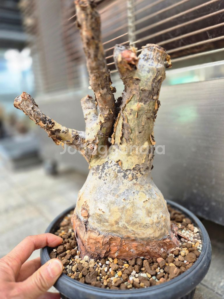 붐박스 디스칼라 문의--8
