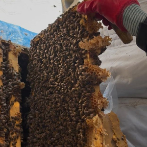 벌 분양 합니다 벌 팝니다 양봉벌