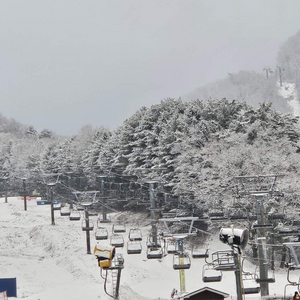 비발디파크 리프트권