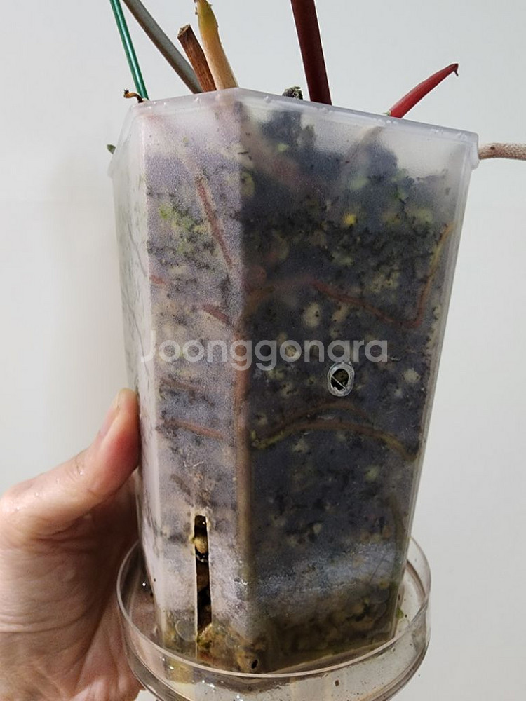 안스리움 파필--3