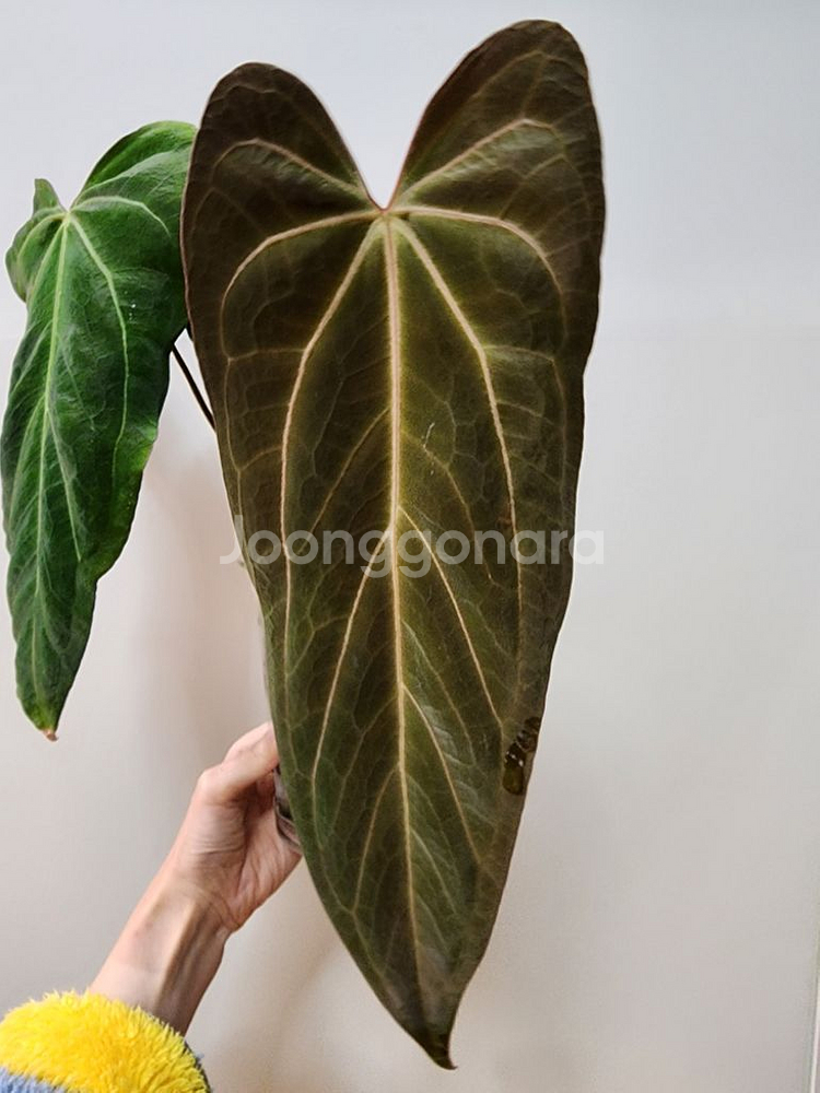 안스리움 파필--1
