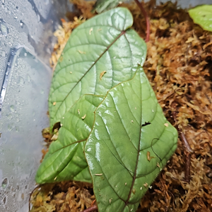 Pterisanthes sp silver