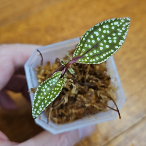 Sonerila sp mamei 소넬리아 마메이