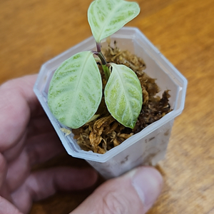 Acanthaceae gen selangor