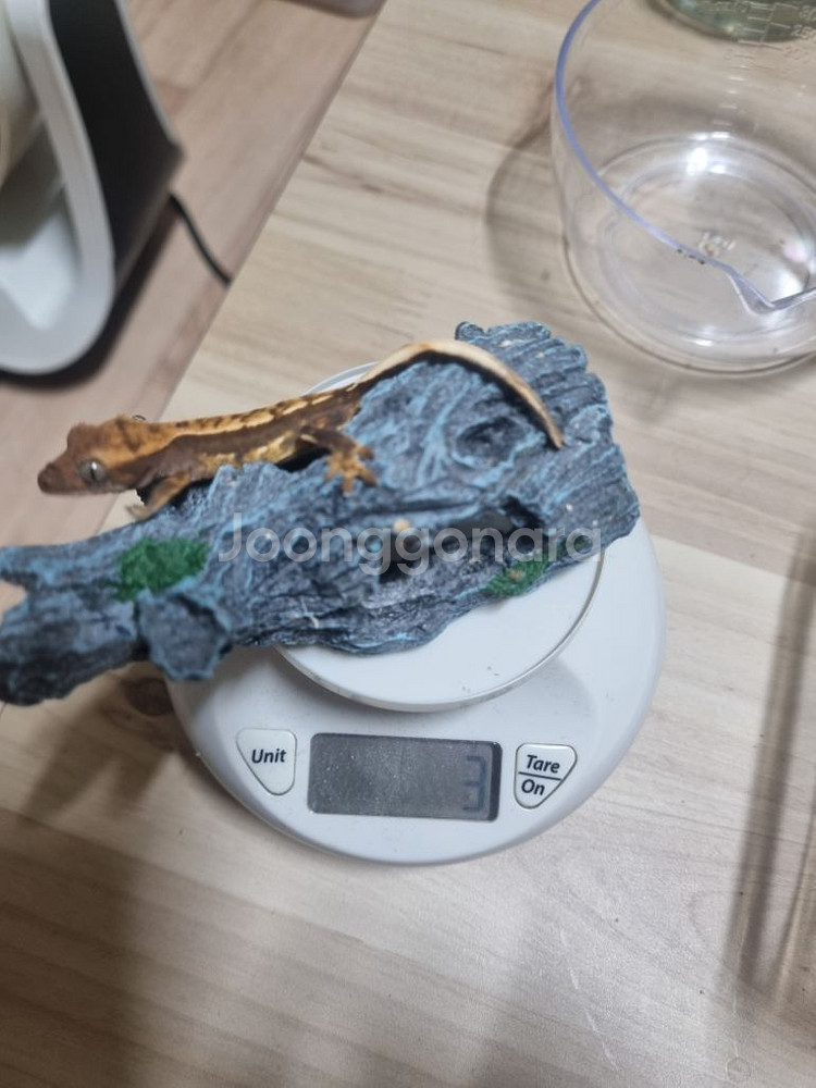 크레스티드게코 용품 팝니다--3