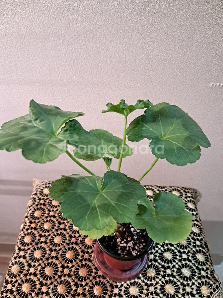 빛보예--1