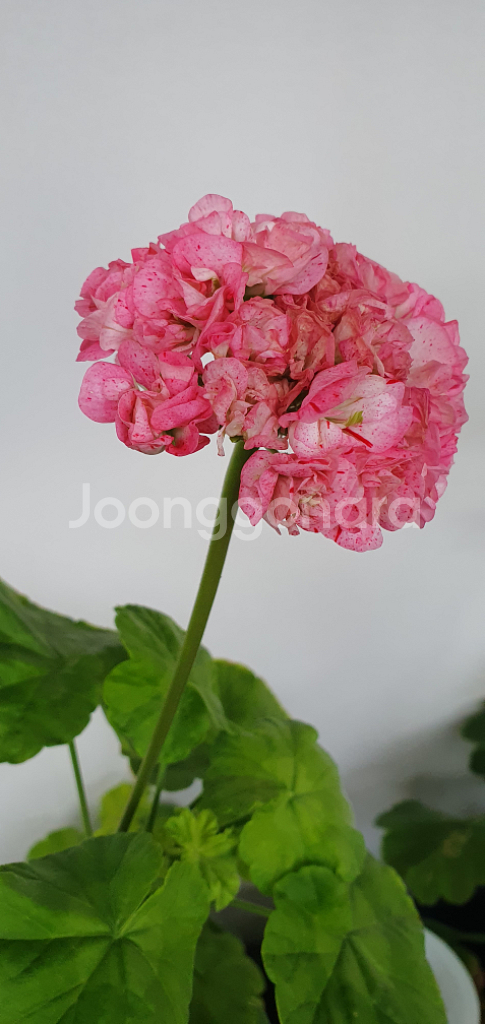 제라늄 블루프리덤로즈 중품--2