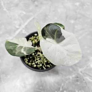 알로카시아 레갈쉴즈 화이트 마지막 가격내림