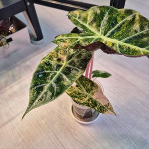 알로카시아 핑크드래곤 옐로우 바리