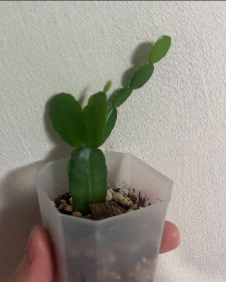 봄 원종 흰 게발선인장 (가재발X)--4