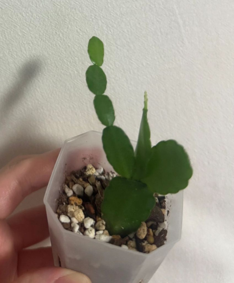 봄 원종 흰 게발선인장 (가재발X)--6