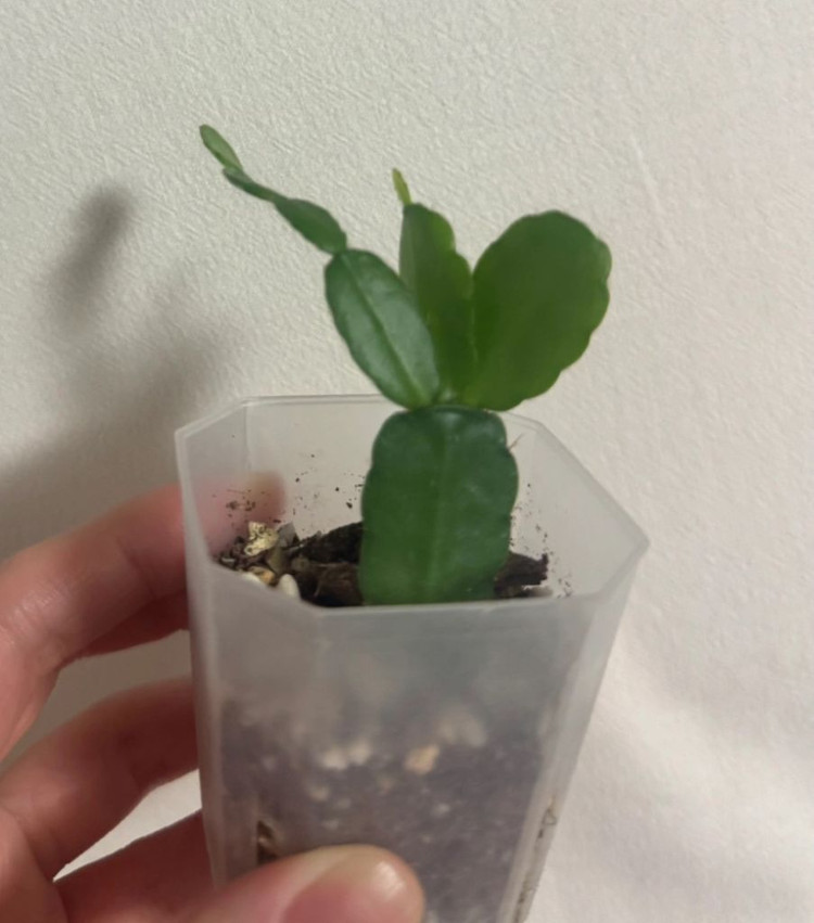 봄 원종 흰 게발선인장 (가재발X)--5