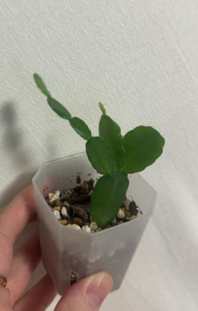 봄 원종 흰 게발선인장 (가재발X)--7