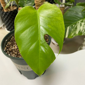 옐로우 몬스테라