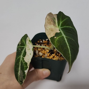 알로카시아 블랙벨벳 핑크 바리에가타