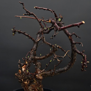 고급품종 코미포라 보라넨시스 (아프리카식물/코덱스)