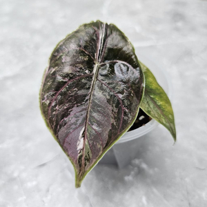 알로카시아 아즈라니 바리에가타