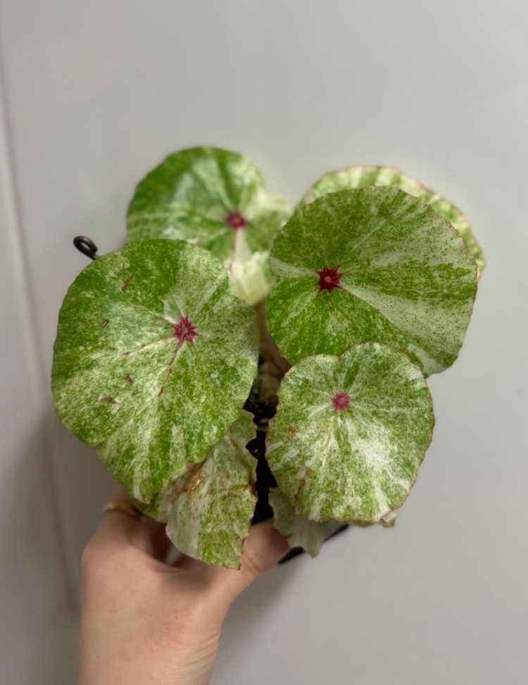 무늬루즈베고니아--2