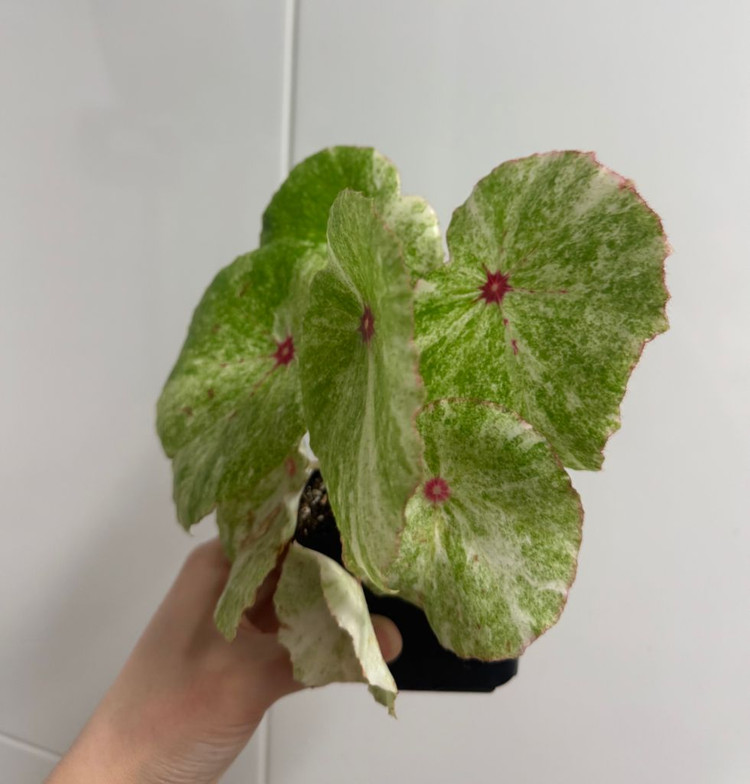 무늬루즈베고니아--3