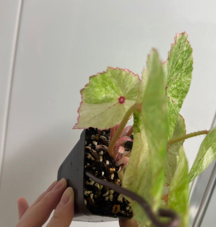 무늬루즈베고니아--4