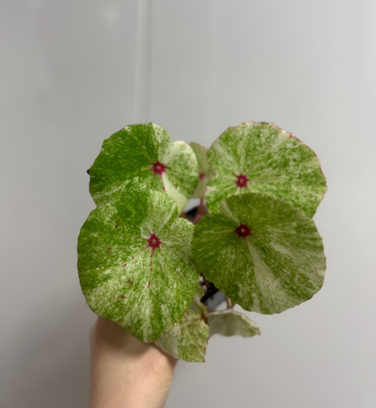 무늬루즈베고니아--0