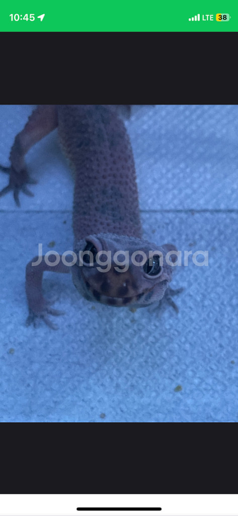 레오파드게코 3마리 분양보내요광주광역시--2