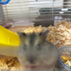 햄스터 분양합니다