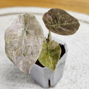 알로카시아 쿠프레아 핑크