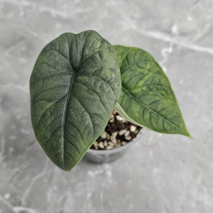 알로카시아 멜로 바리에가타