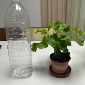 UV아마레티 (4.21) 러시아제라늄