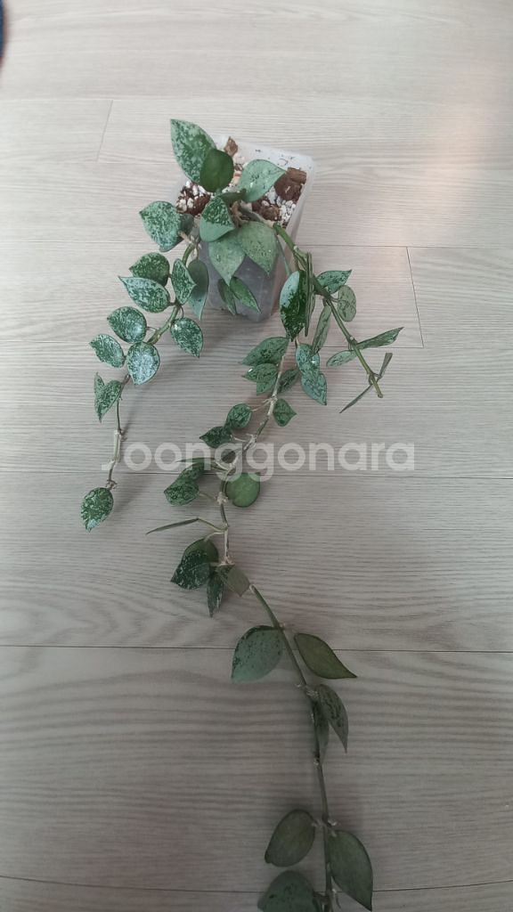 호야 크로니아 수퍼에스키모--0