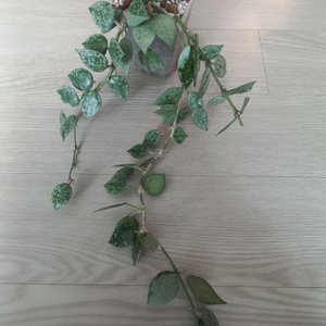 호야 크로니아 수퍼에스키모