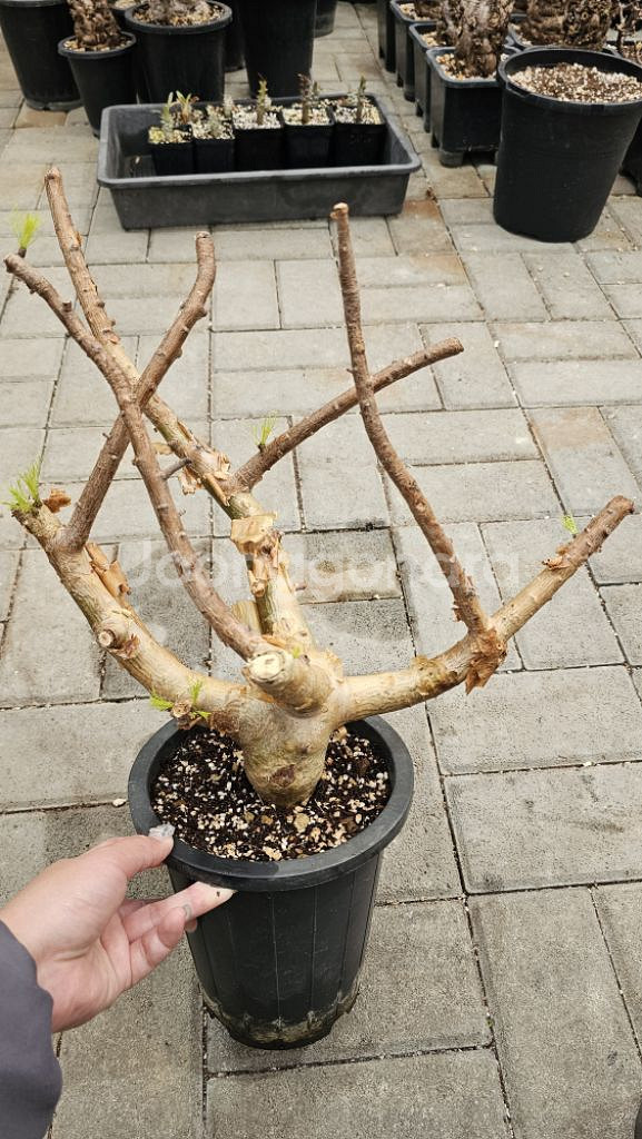 아프리카 소나무 크라우셀리아나 (아프리카식물/코덱스)--3