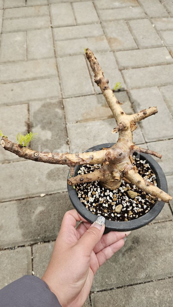 아프리카 소나무 크라우셀리아나 (아프리카식물/코덱스)--2