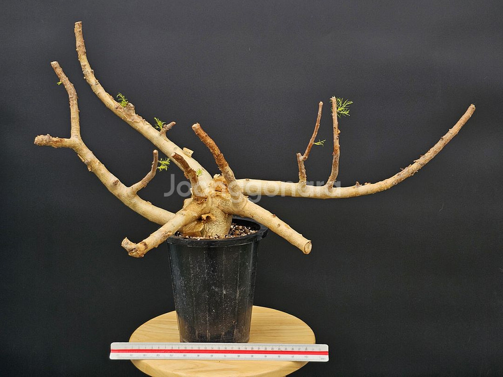 아프리카 소나무 크라우셀리아나 (아프리카식물/코덱스)--1