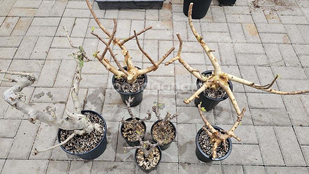 아프리카 소나무 크라우셀리아나 (아프리카식물/코덱스)--4