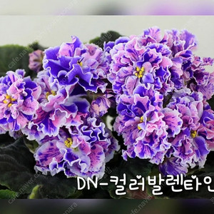 컬러발렌타인 러시아바이올렛 제라늄x