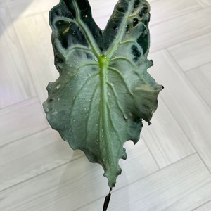 알로카시아 베놈