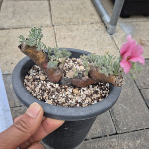 아프리카식물 멀티피튬 핑크꽃