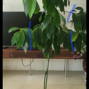 식물 가지치기 분갈이 병해충 알려드려요