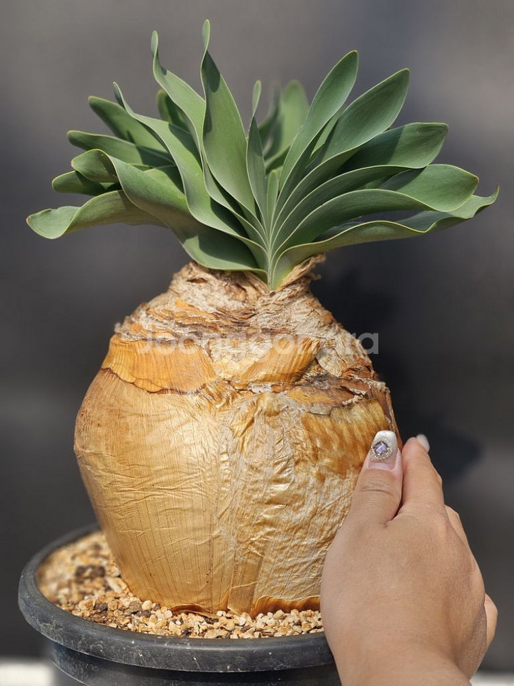 부파네 헤만소이데스 쌍두 (아프리카식물/코덱스)--2