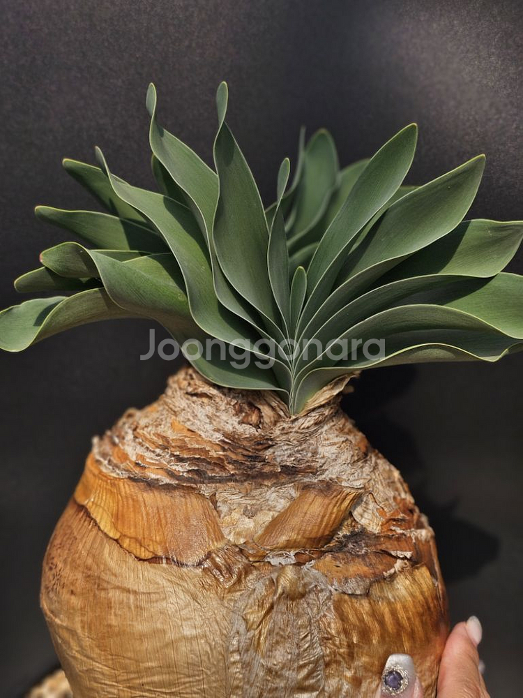 부파네 헤만소이데스 쌍두 (아프리카식물/코덱스)--3