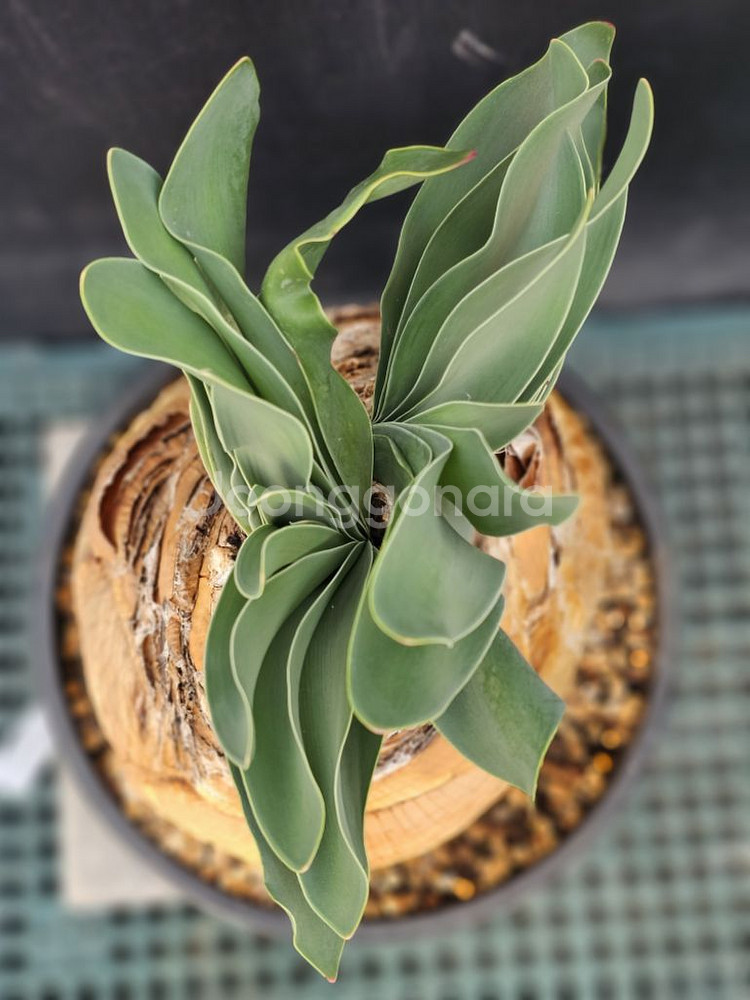 부파네 헤만소이데스 쌍두 (아프리카식물/코덱스)--4