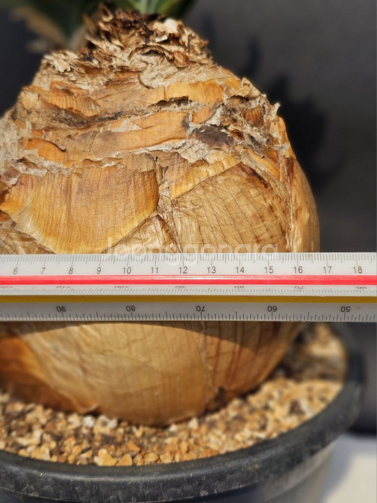 부파네 헤만소이데스 쌍두 (아프리카식물/코덱스)--6