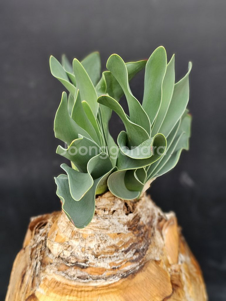 부파네 헤만소이데스 쌍두 (아프리카식물/코덱스)--5