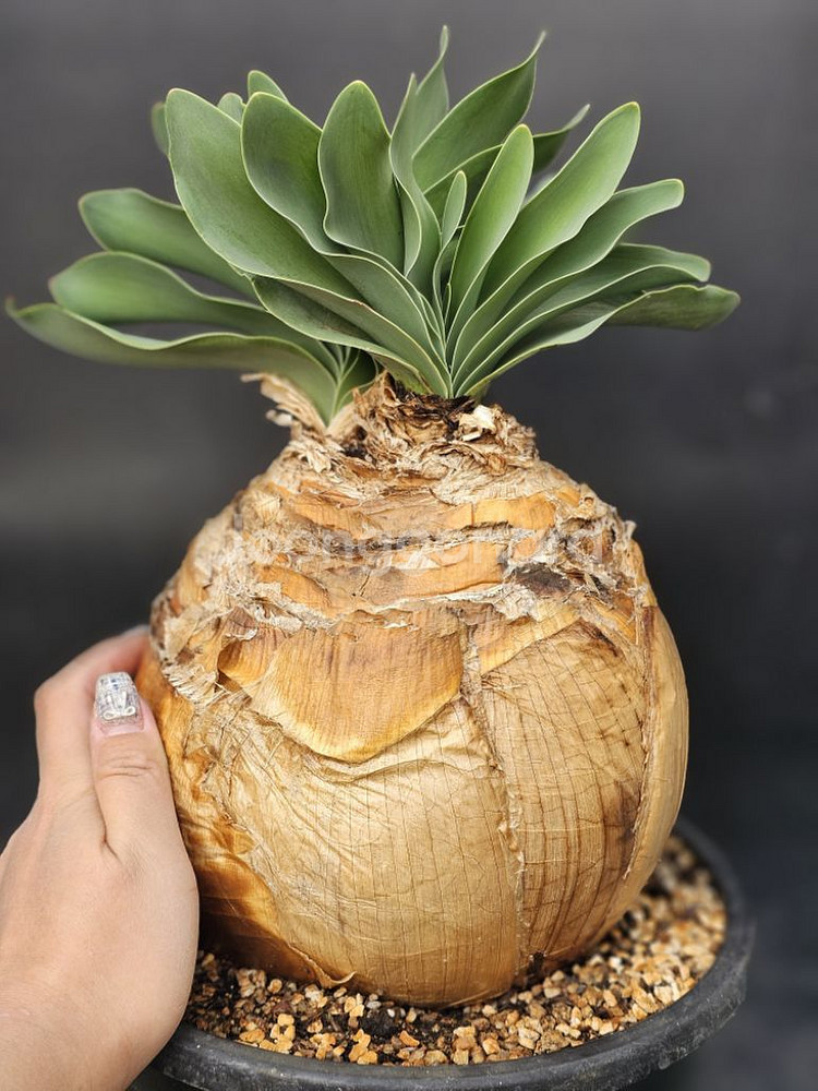 부파네 헤만소이데스 쌍두 (아프리카식물/코덱스)--1