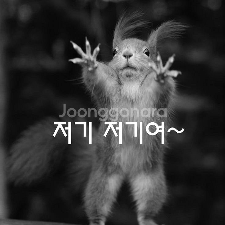 고양이용품--0