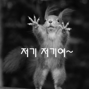 고양이용품