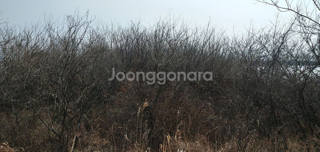 겹벚꽃 나무 무료 나눔--1