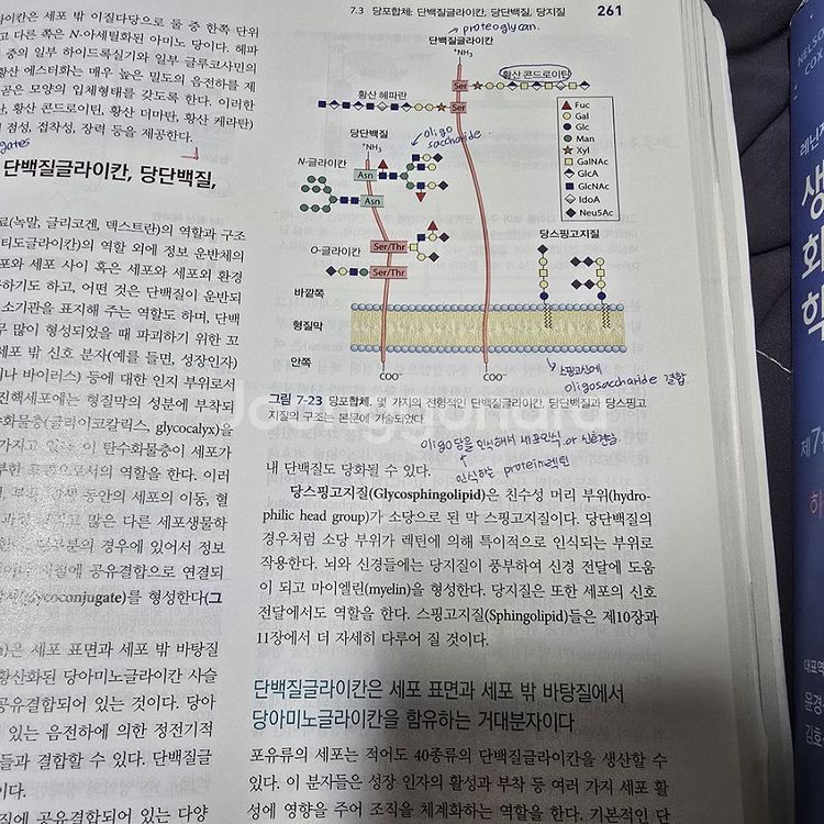 레닌저 생화학 (상, 하) 7판--2